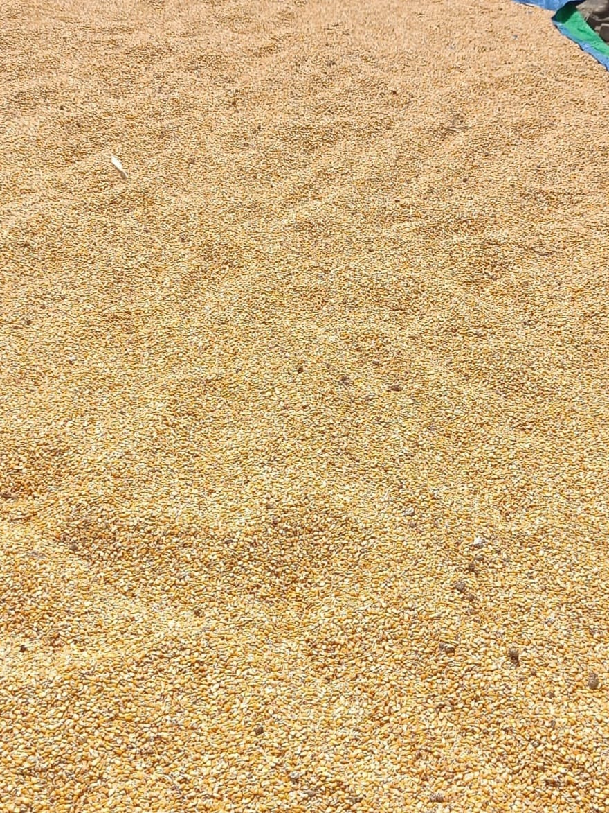 استلام مصانع الأعلاف للذرة الأصفر تفعيلا لمنظومة الزراعة التعاقدية