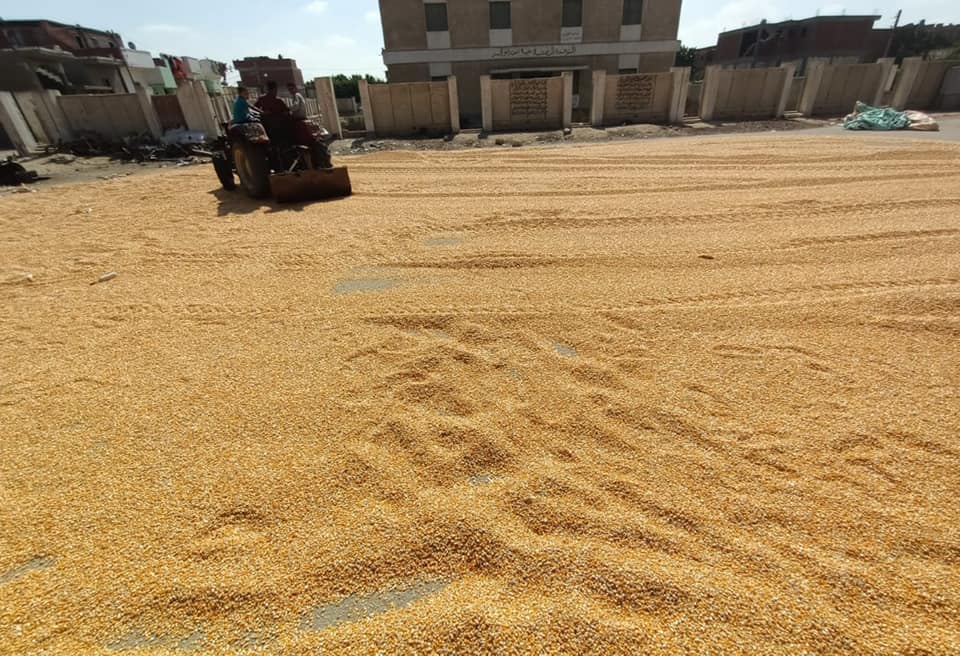 استلام مصانع الأعلاف للذرة الأصفر تفعيلا لمنظومة الزراعة التعاقدية