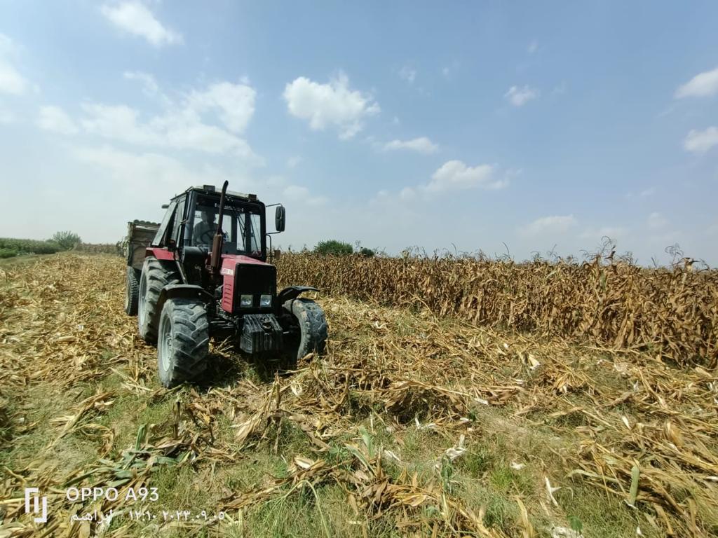 بدء حصاد 153 الف فدان ذرة