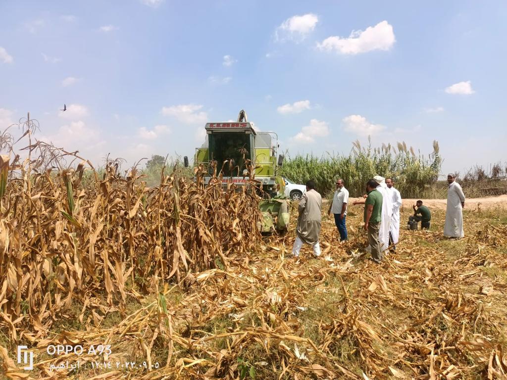 بدء حصاد 153 الف فدان ذرة