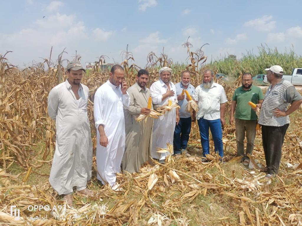 بدء حصاد 153 الف فدان ذرة