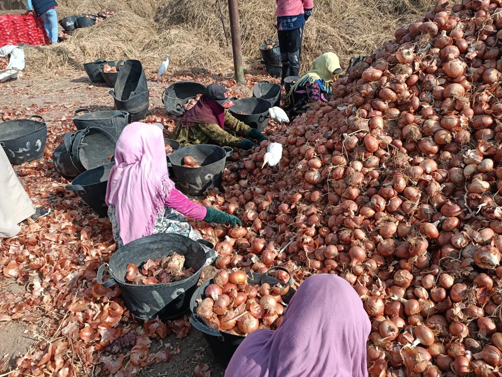 حملات تفتيشية على مفارش البصل بمحافظات الجمهورية