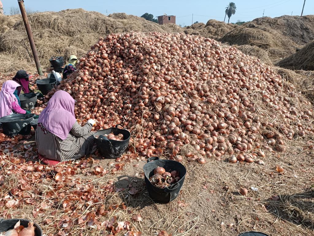 حملات تفتيشية على مفارش البصل بمحافظات الجمهورية