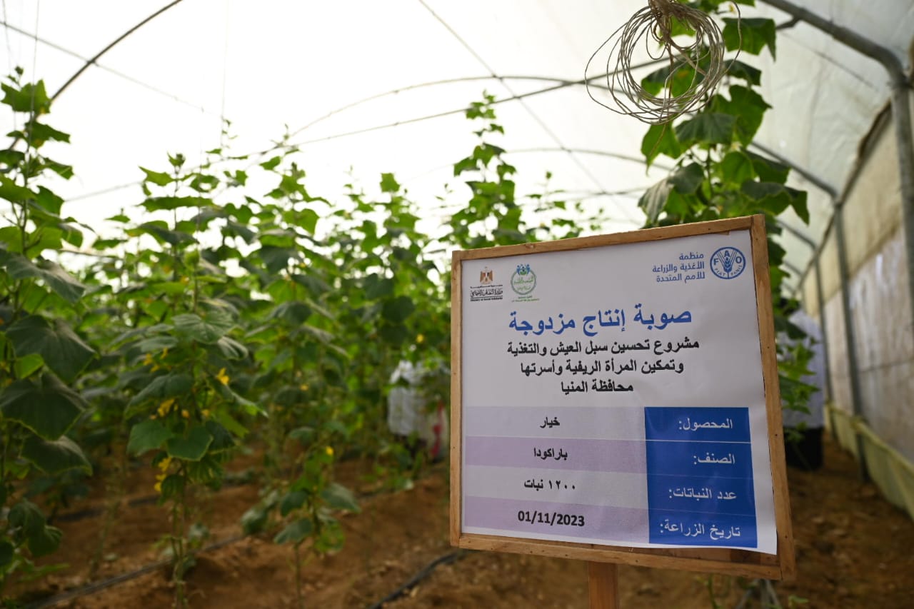 مشروع تحسين سبل العيش والتغذية في محافظة المنيا