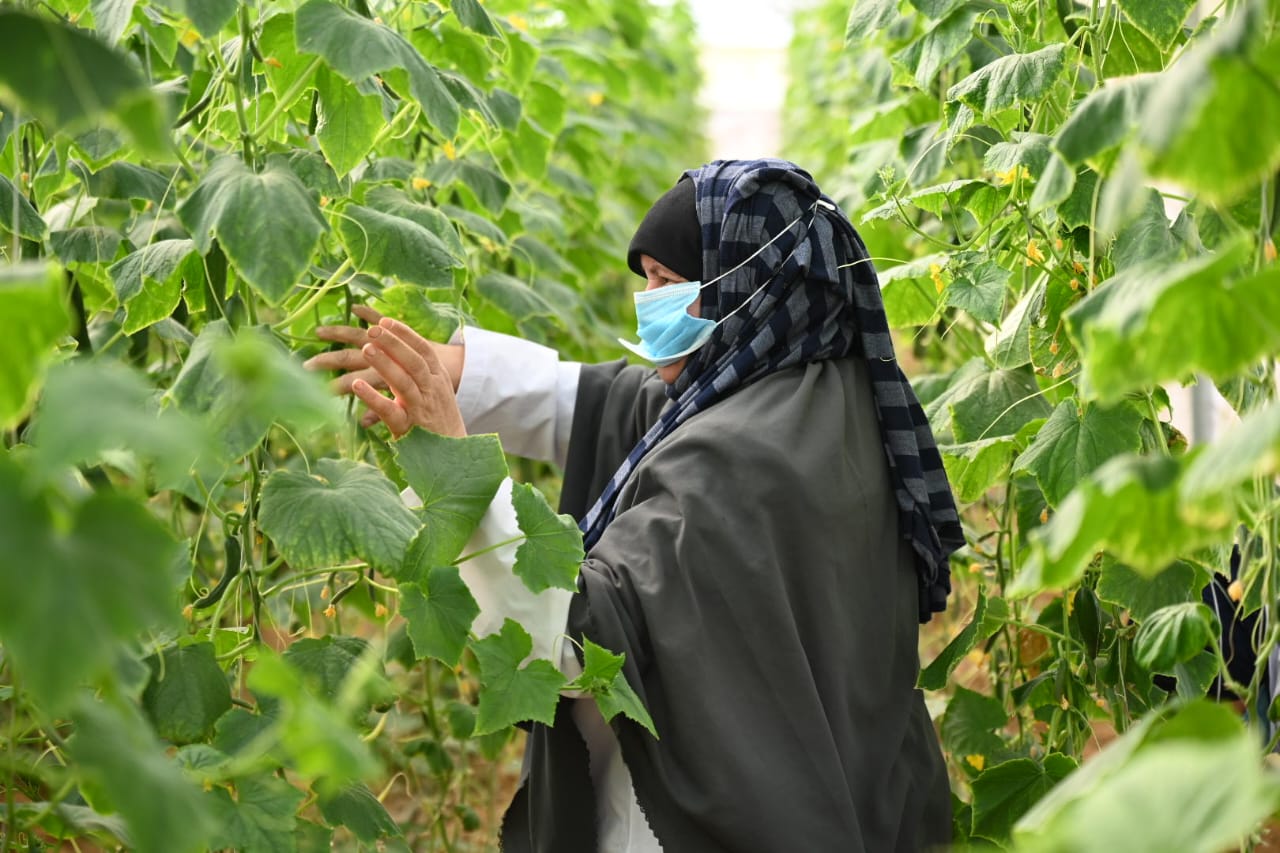 مشروع تحسين سبل العيش والتغذية في محافظة المنيا
