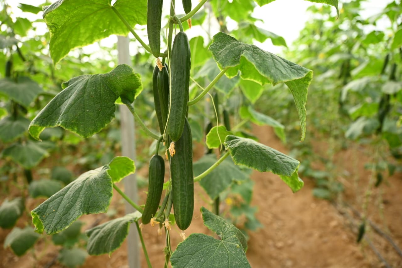 مشروع تحسين سبل العيش والتغذية في محافظة المنيا