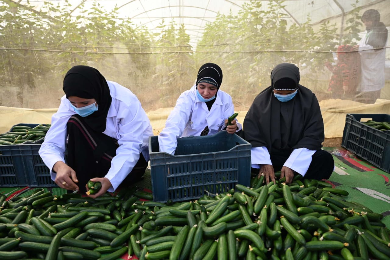 مشروع تحسين سبل العيش والتغذية في محافظة المنيا