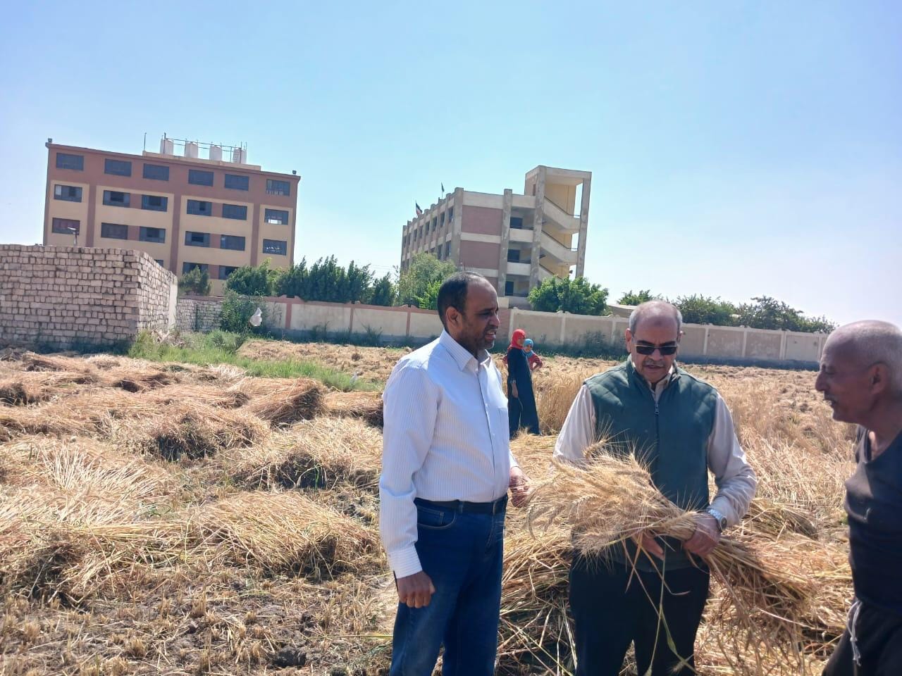 بدء موسم حصاد وتوريد القمح