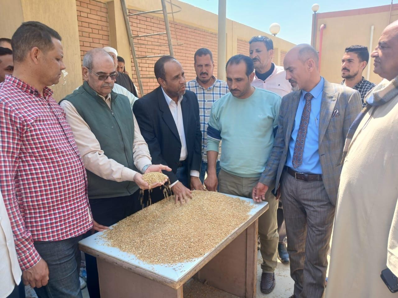 بدء موسم حصاد وتوريد القمح