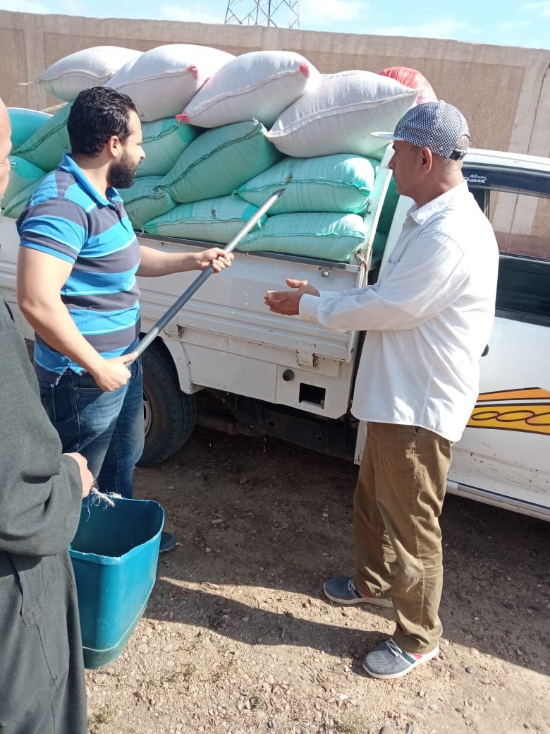 البنك الزراعي المصري يبدأ استلام محصول القمح من المزارعين