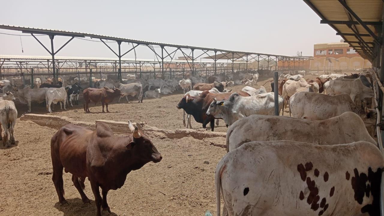 مصر تتعاقد علي 20 ألف رأس ماشية لاستقبال عيد الأضحى المبارك