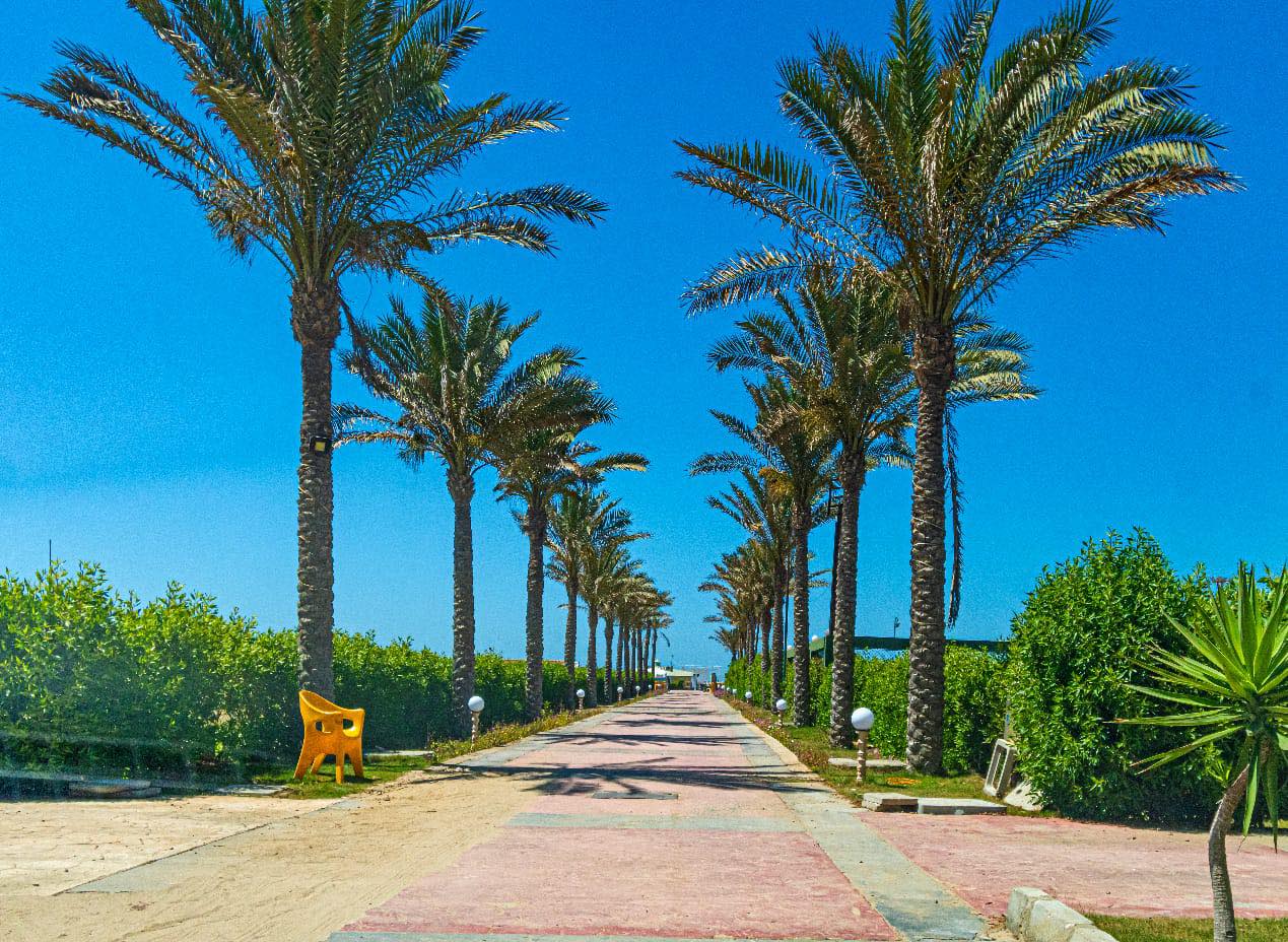 زراعة أكثر من مليون م2 مسطحات خضراء فى دمياط الجديدة