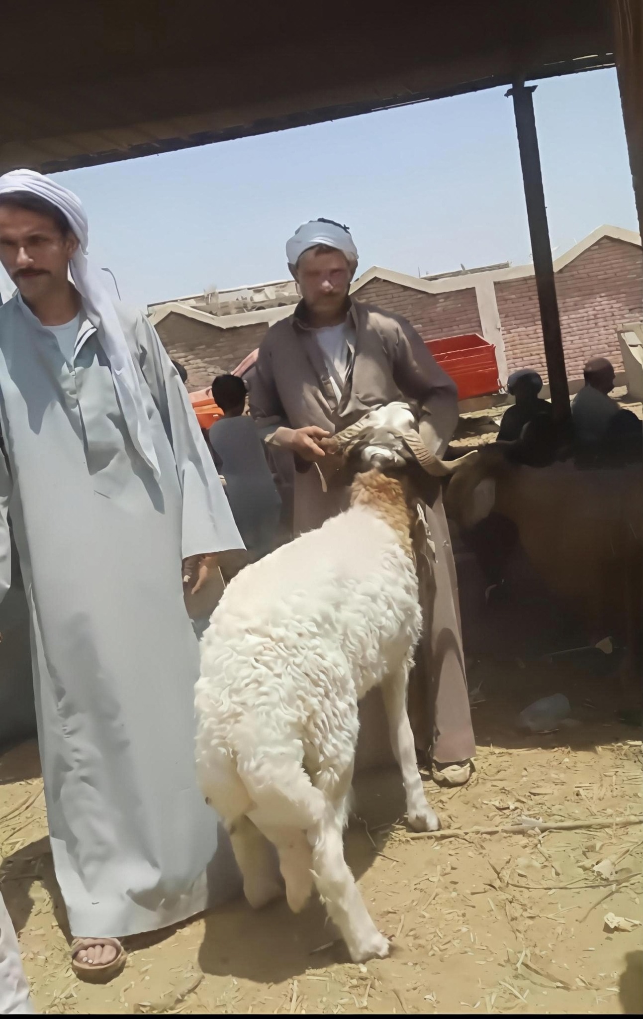 وزير الزراعة يتابع لجان المرور على أماكن بيع الأضاحي