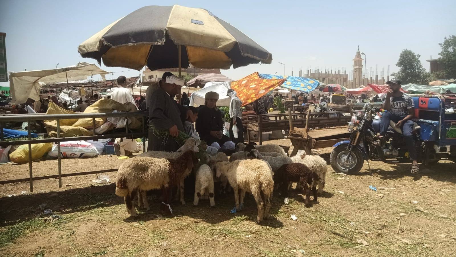 وزير الزراعة يتابع لجان المرور على أماكن بيع الأضاحي