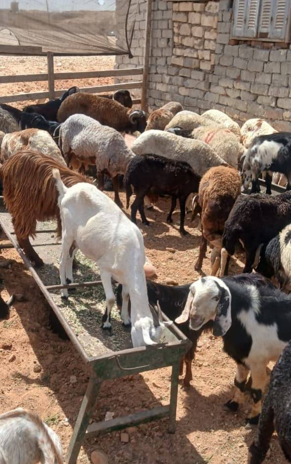 وزير الزراعة يتابع لجان المرور على أماكن بيع الأضاحي