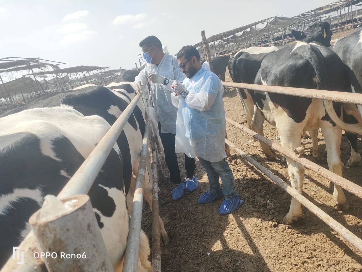 الزراعة تكثف جهودها لحماية الثروة الحيوانية من خلال قوافل علاجية وحملات التقصٍي الوبائي