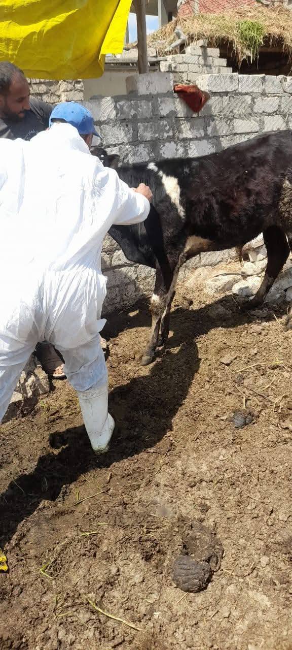 الزراعة تكثف جهودها لحماية الثروة الحيوانية من خلال قوافل علاجية وحملات التقصٍي الوبائي