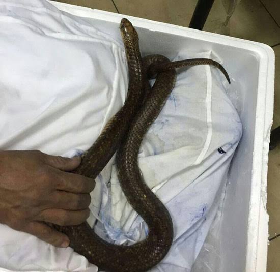 محاولة تهريب كبرى لعشرات الزواحف والكائنات النادرة بمطار القاهرة