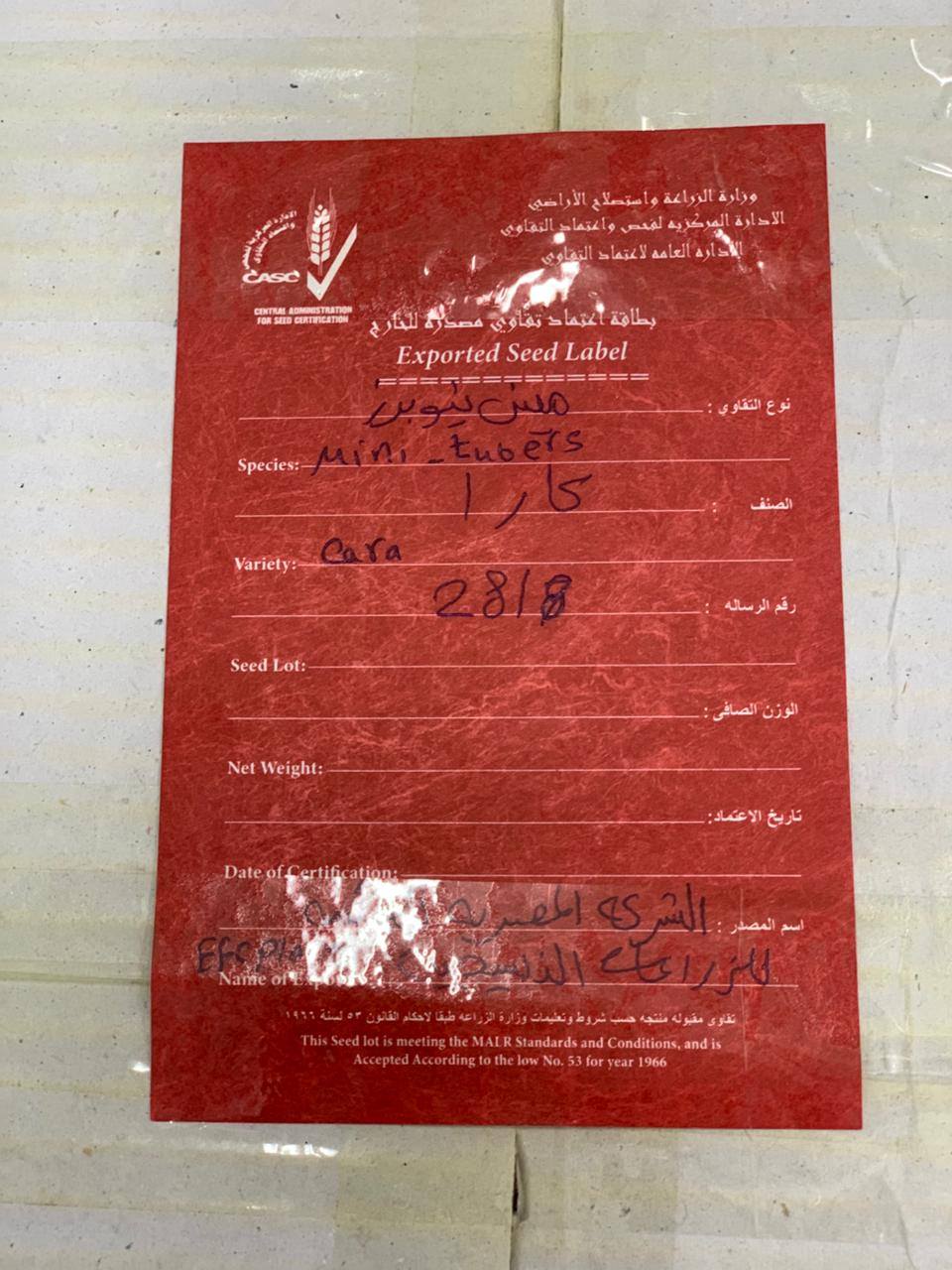 انطلاق أول شحنة تقاوي بطاطس ميني تيوبر إلى أوزبكستان