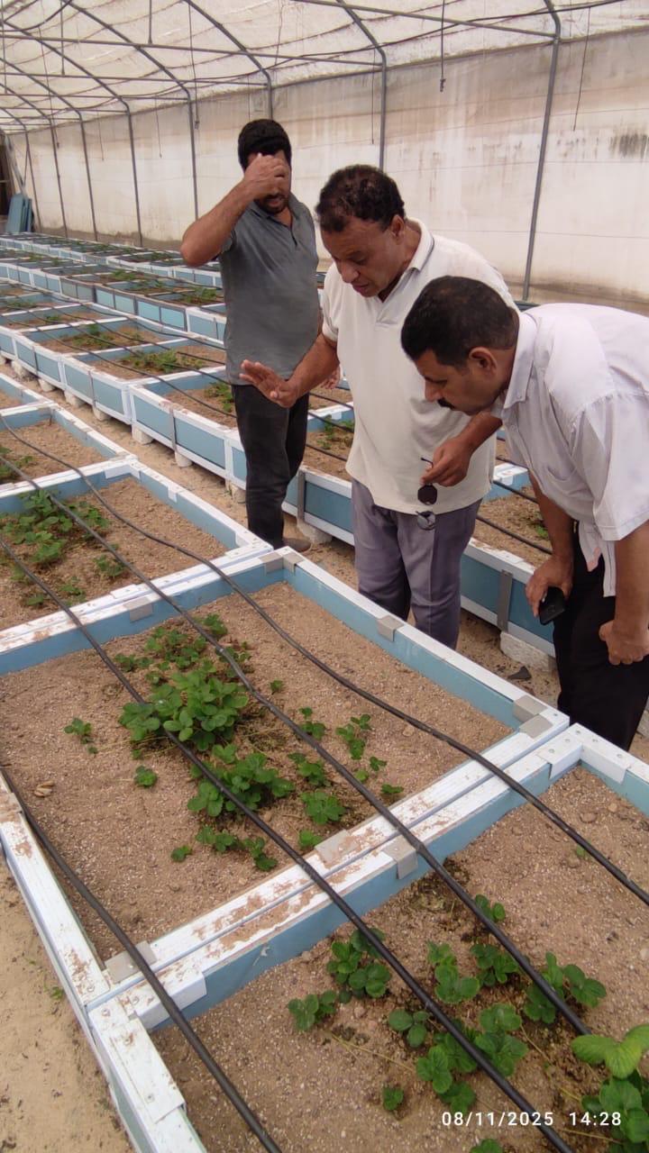 الزراعة تصدر تراخيص مشاتل إنتاج الخضر
