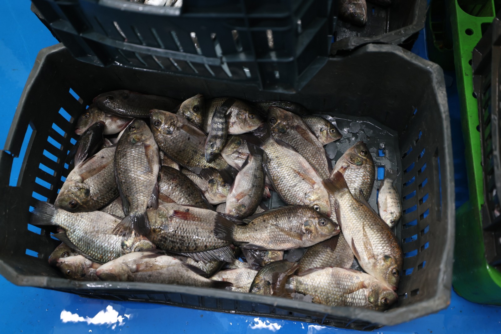 أسامة ربيع ومحافظ بورسعيد يتفقدان بعض المشروعات بالمحافظة