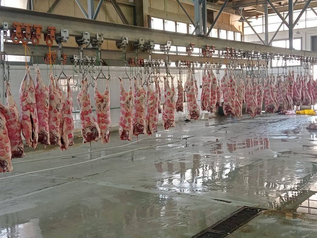 705 ألف رأس ماشية خلال النصف الثاني من 2025