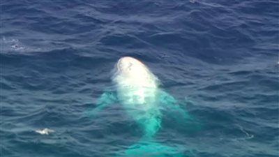 حوت أبيض نادر يظهر لأول مرة بعد غياب منذ التسعينيات