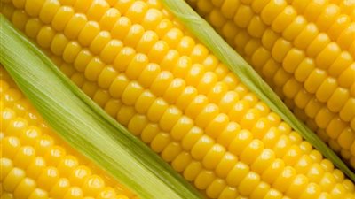 الإمارات تشتري الذرة من الولايات المتحدة وأمريكا الجنوبية
