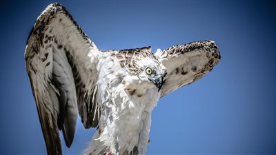 طائر يستطيع التحليق لمدة شهرين دون توقف