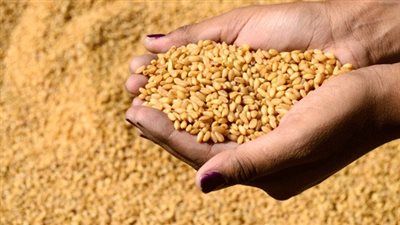 مصر تطلب قمحًا للشحن في 10-20 أغسطس المقبل 