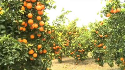 استئناف تصدير الموالح المصرية للأسواق الأمريكية الشتاء القادم