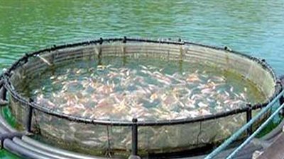 نقيب الصيادين : القناة الجديدة ستساعد في استزراع سمكى لنحو 960 فدانا