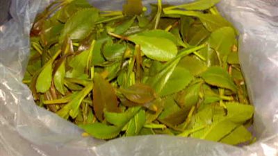 ضبط طيار يمني يهرب