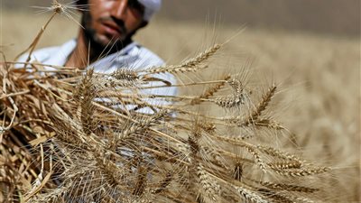 تفتيش مخازن وشون القمح بالوادي الجديد للتأكد من صلاحيته