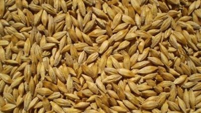 تجار: الأردن يطرح مناقصة لشراء 100 ألف طن من علف الشعير