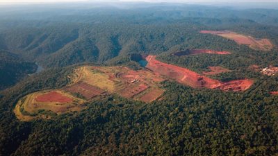 الأمم المتحدة: يمكن توفير الغذاء للعالم دون إزالة الغابات