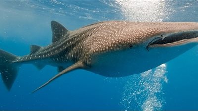 رصد القرش الحوتي قرب شواطئ مرسى علم.. ومسؤول يرد