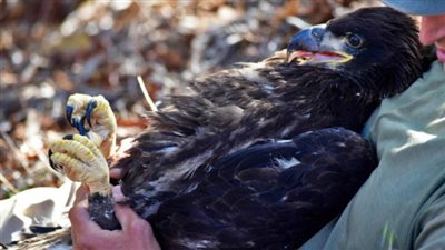 صور: قصة رجل ينقذ النسور