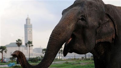 فيل يقتل طفلة بحجر