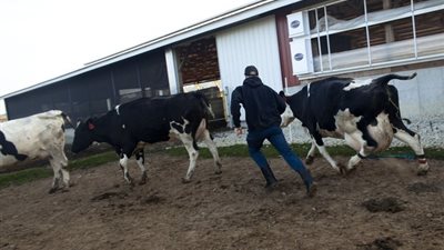 لمواجهة البطالة.. توزيع 1432 رأس ماشية على شباب الوادي الجديد