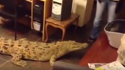 شاهد: أسترالية تربي تمساحا في منزلها.. تطعمه وتتحدث معه