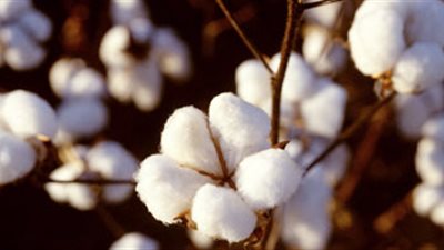 النيل لحليج الاقطان تدعو لعقد اجتماع الجمعيه العامة العادية في 15 أكتوبر المقبل