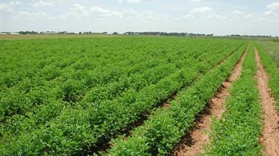 خسائر وادي كوم امبو تتراجع الي 17 مليون جنيه خلال 2013-2014