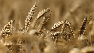 مصر تشتري 120 ألف طن من القمح الفرنسي