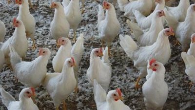 في أمريكا.. فصل 10 موظفين بسبب إساءة معاملة الدجاج 