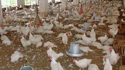 21 مليون جنيه أرباح 