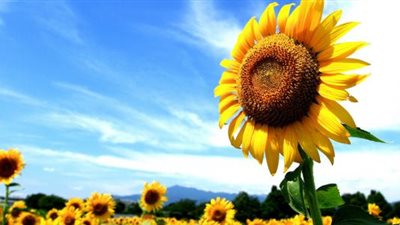 دراسة تكشف سر اتجاه 