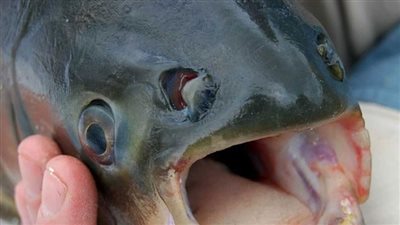 أمريكا: سمكة غريبة بأسنان بشرية 