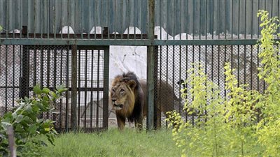 إنقاذ طفلة أمريكية من فكي أسد جبلي