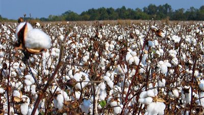 وزير الزراعة يعلن عن خطة لإصلاح منظومة إنتاج وتسويق القطن